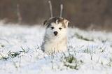 ALASKAN MALAMUTE 304